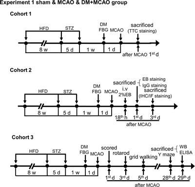 Knockdown of NRSF Alleviates Ischemic Brain Injury and Microvasculature Defects in Diabetic MCAO Mice